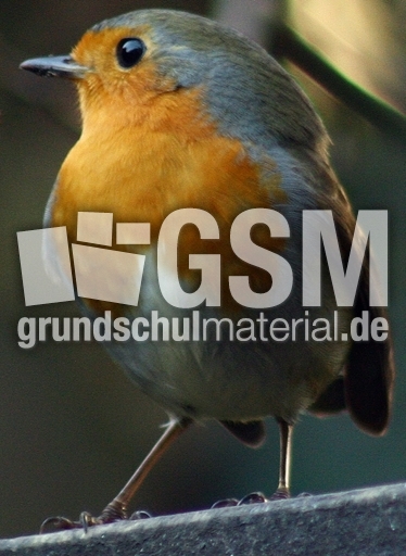 E-Rotkehlchen-20.jpg